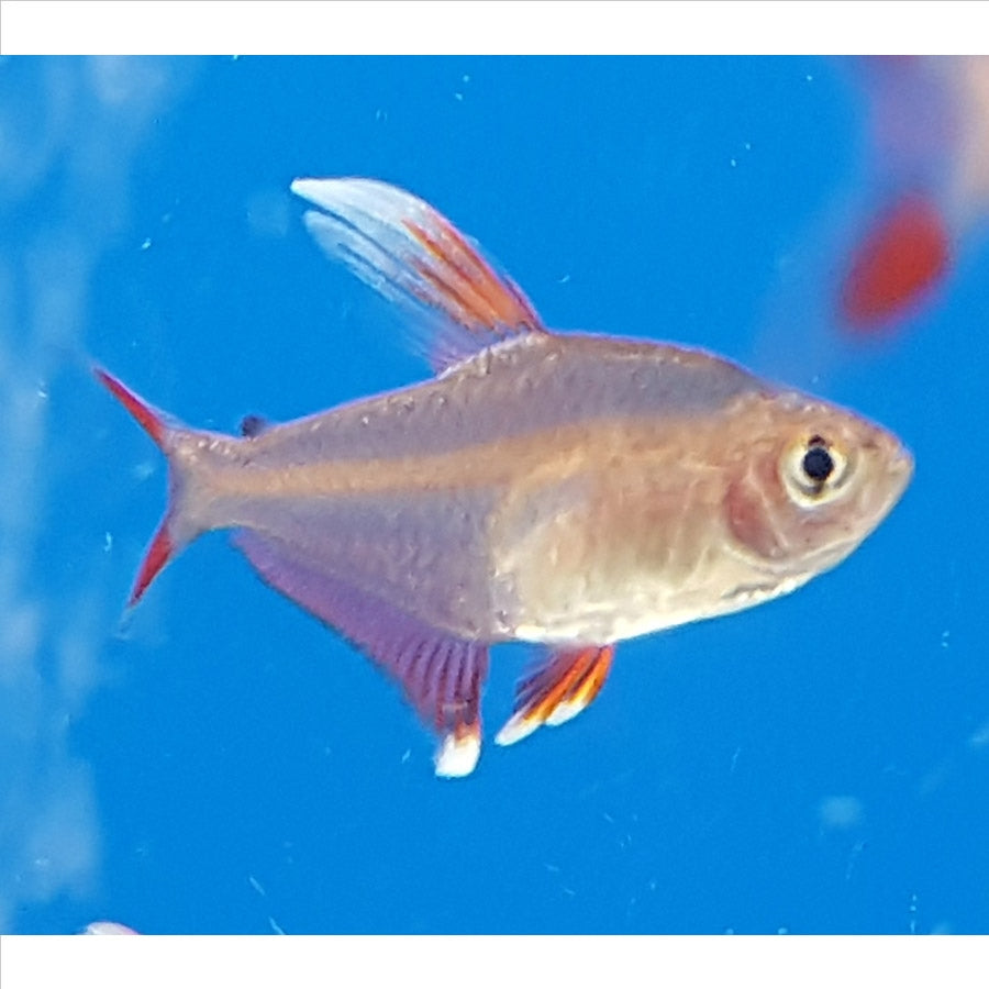 Rosy Tetra - (No Online Purchases)