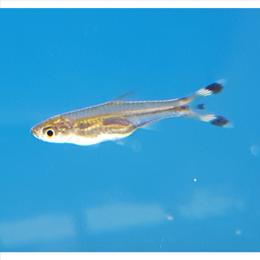 Scissor Tail Rasbora - (No Online Purchases)