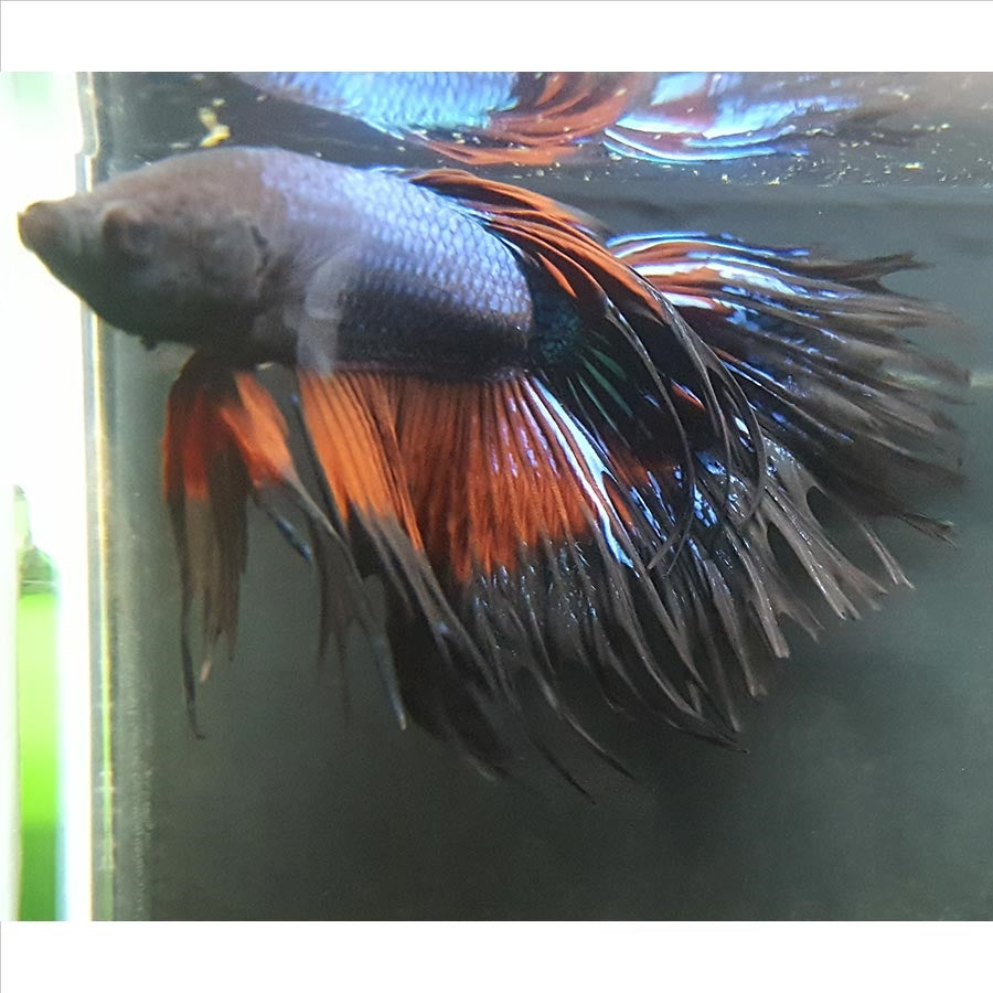 Male Betta $25 - (No Online Purchases)