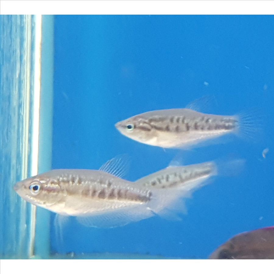 Sparkling Gourami - Dwarf - (No Online Purchases)