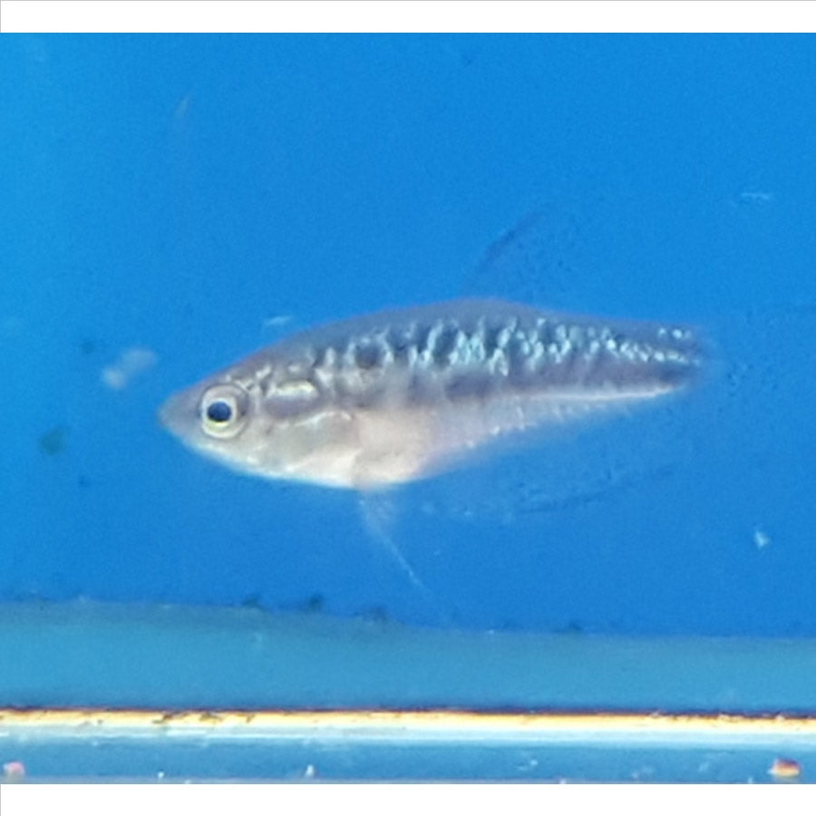 Sparkling Gourami - Dwarf - (No Online Purchases)