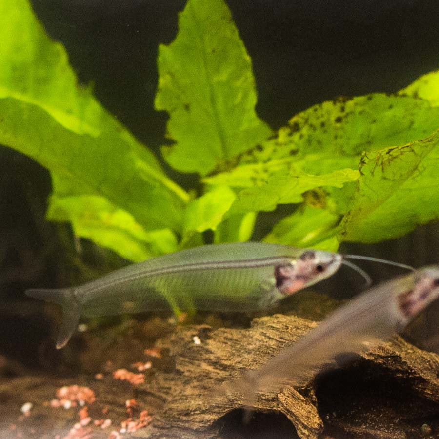 Thai Glass Catfish - (No Online Purchases)