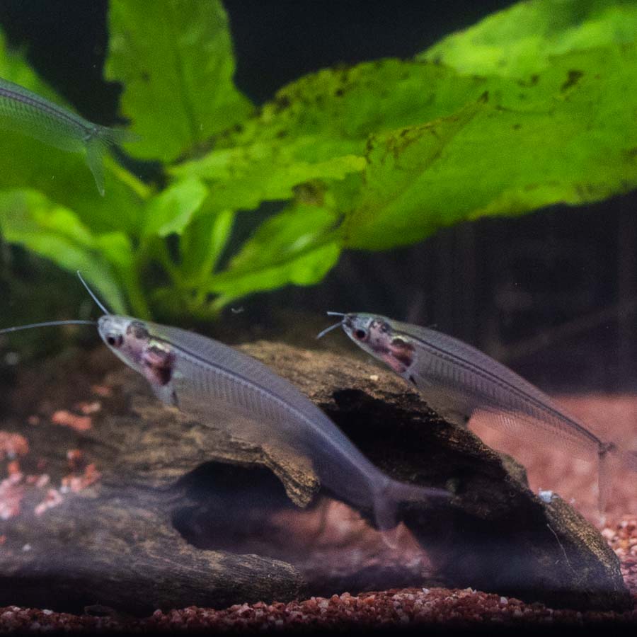 Thai Glass Catfish - (No Online Purchases)