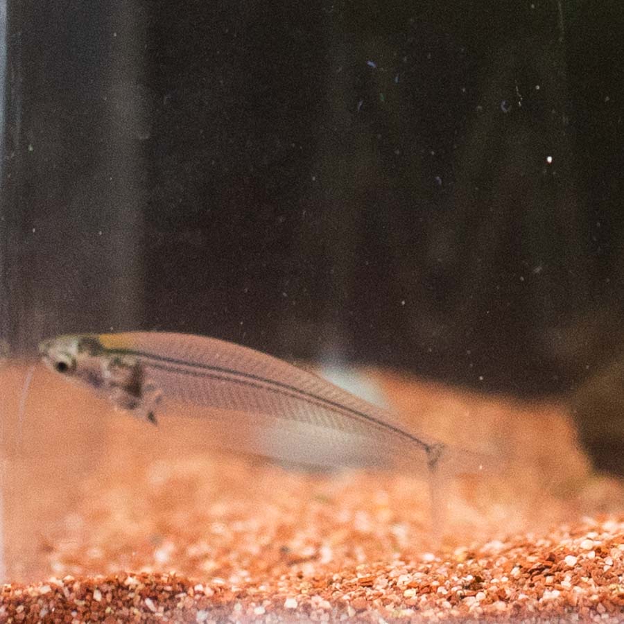 Thai Glass Catfish - (No Online Purchases)