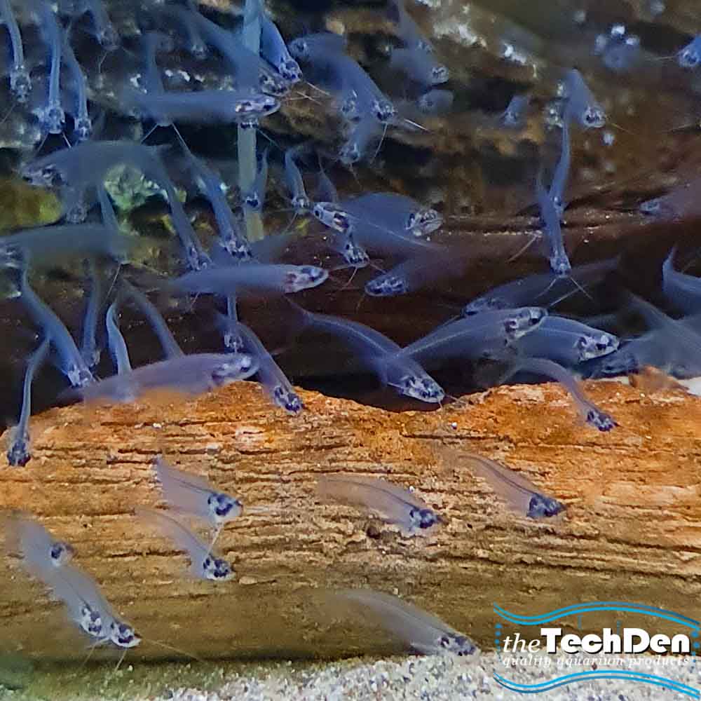 Thai Glass Catfish - (No Online Purchases)