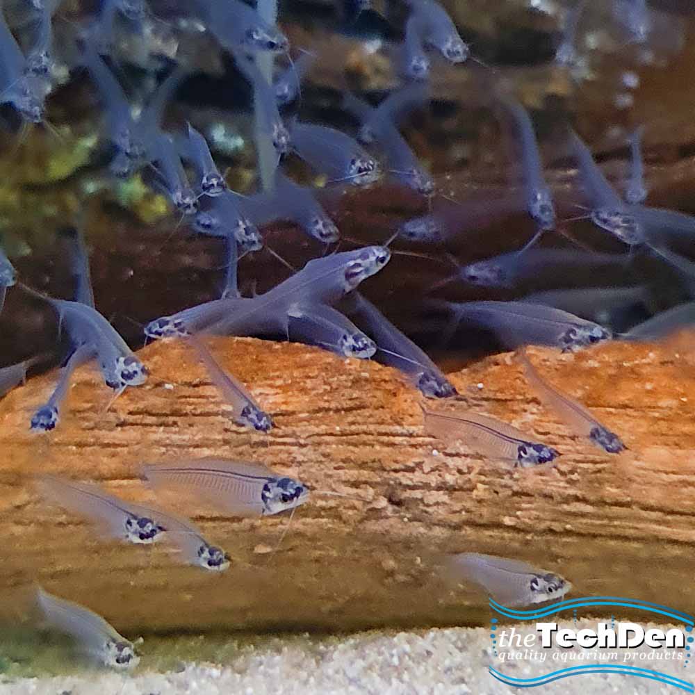 Thai Glass Catfish - (No Online Purchases)