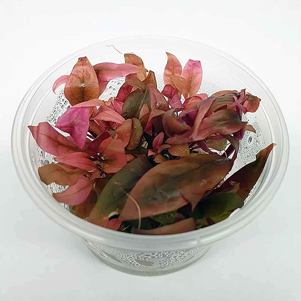 Alternanthera Reinechii &#39;Mini&#39; Live Plant - Tissues Culture