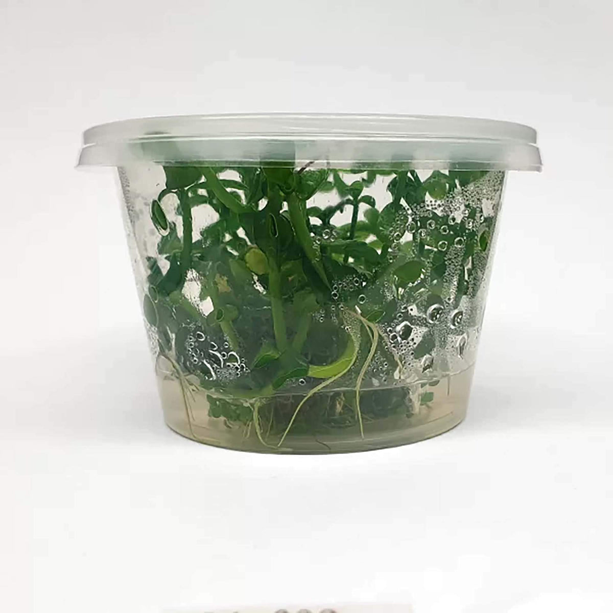 Bacopa monnieri ‘Moneywort’ Live Plant - Tissue Culture