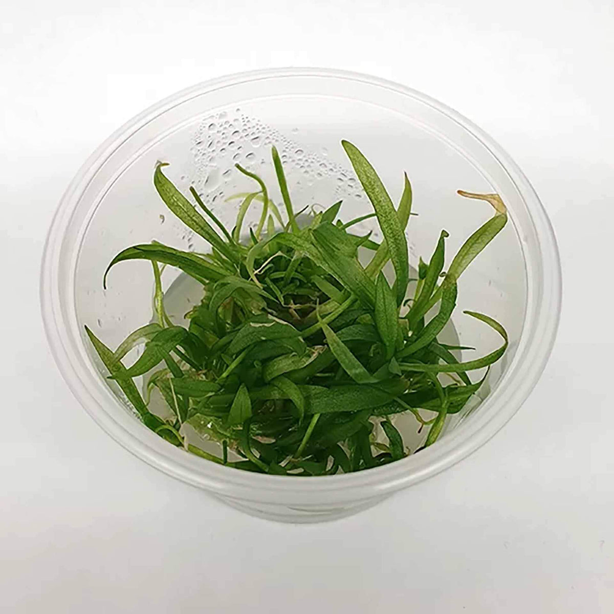 Pisces Echinodorus bolivianus (Rusby) Holm-Niels Live Plant - Tissue Culture - No Online purchases