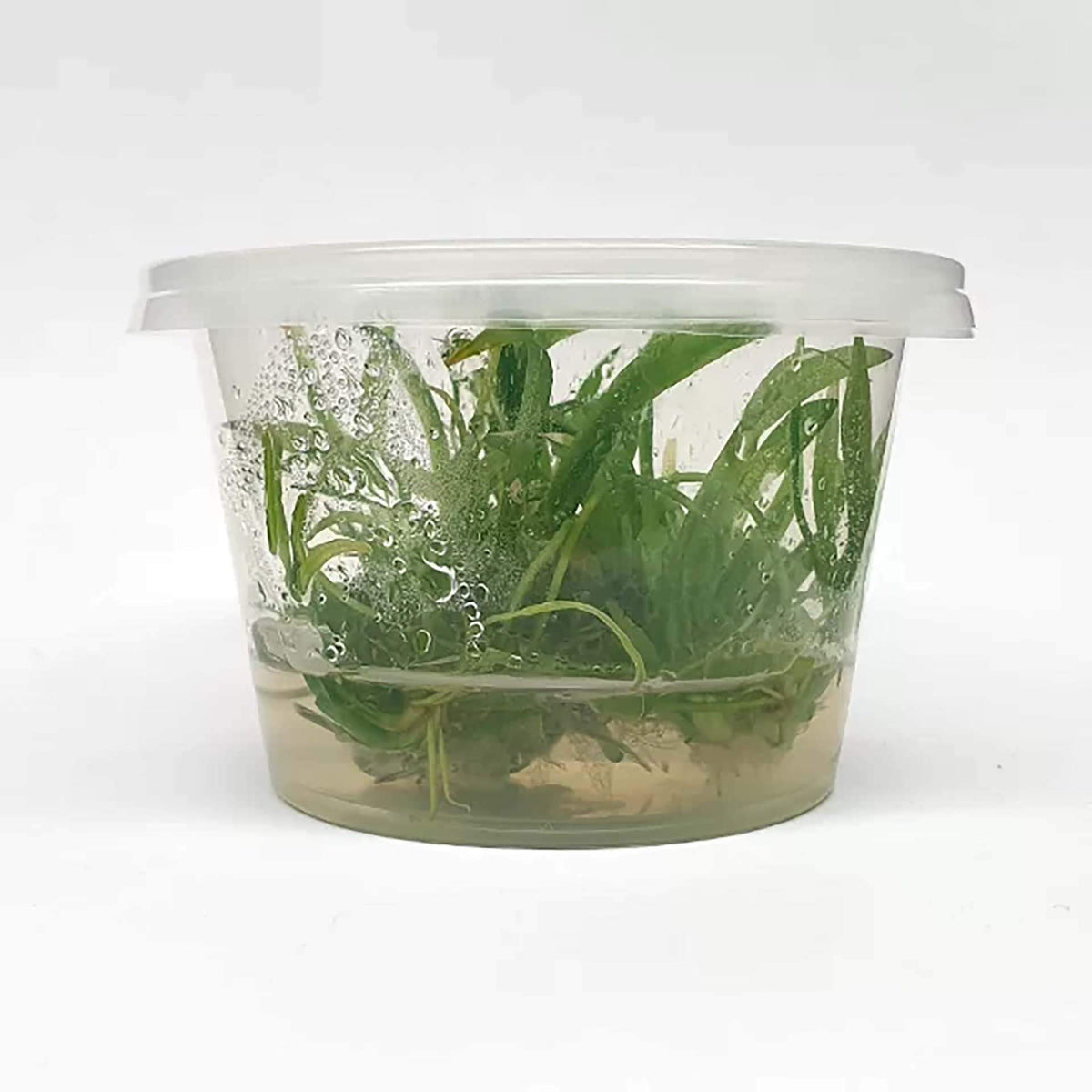 Pisces Echinodorus bolivianus (Rusby) Holm-Niels Live Plant - Tissue Culture - No Online purchases