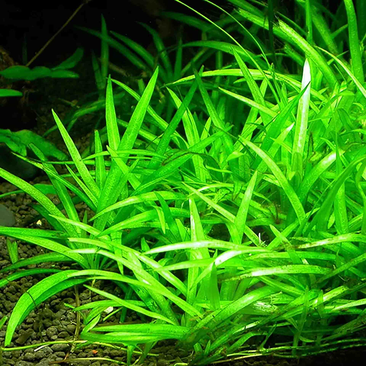 Pisces Echinodorus bolivianus (Rusby) Holm-Niels Live Plant - Tissue Culture - No Online purchases