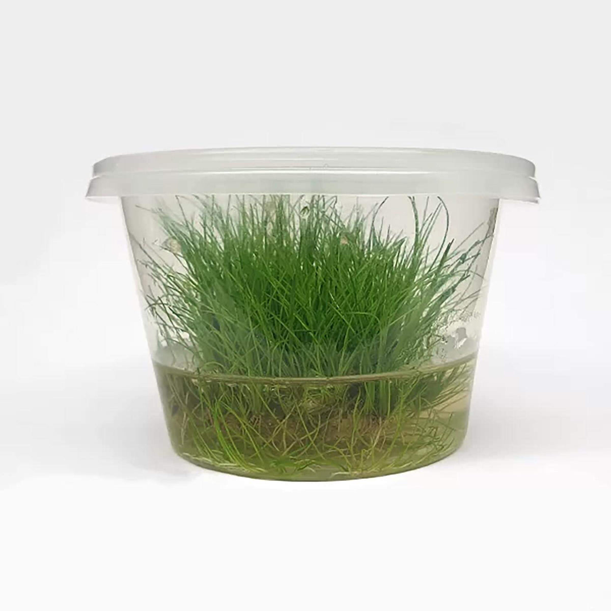 Eleocharis acicularis ‘Dwarf Hair Grass’ Live Plant - Tissue Culture