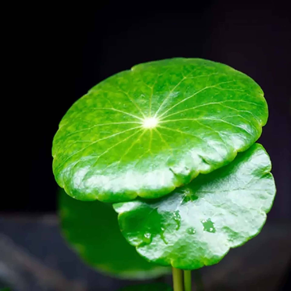 Hydrocotyle verticillata ‘Shield Pennywort’ Live Plant - Tissue Culture