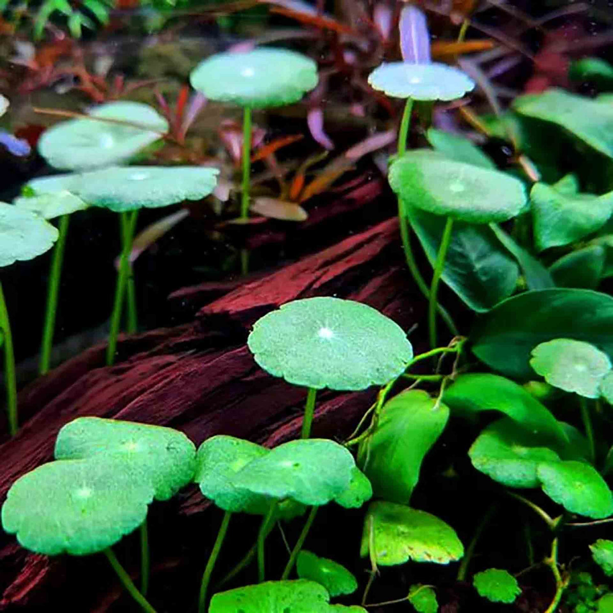 Pisces Hydrocotyle verticillata ‘Shield Pennywort’ Live Plant - Tissue Culture - No Online purchases