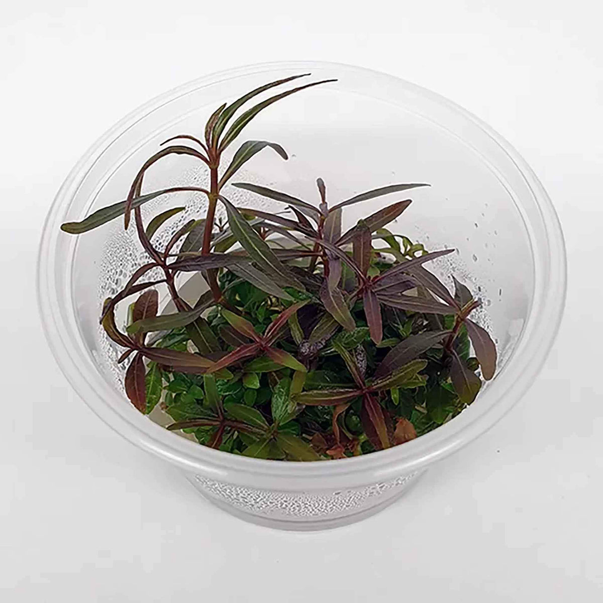 Hygrophila lancea ‘Araguaia’ Live Plant - Tissue Culture