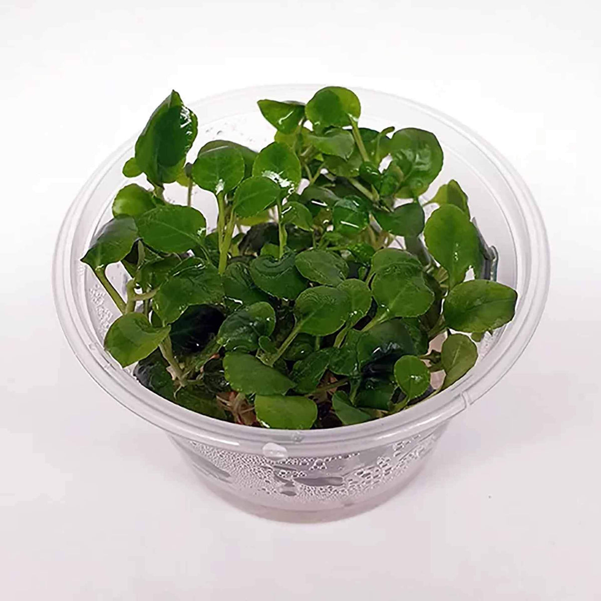 Lobelia cardinalis ‘Mini’ Live Plant - Tissue Culture