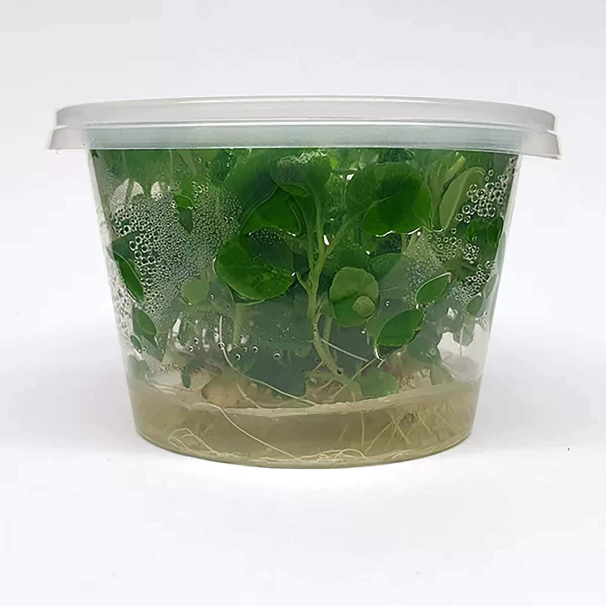 Lobelia cardinalis ‘Mini’ Live Plant - Tissue Culture