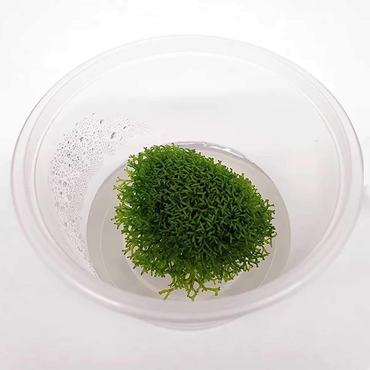 Riccia fluitans ‘Floating Crystalwort’ Live Plant - Tissue Culture