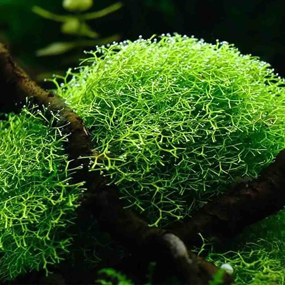 Riccia fluitans ‘Floating Crystalwort’ Live Plant - Tissue Culture