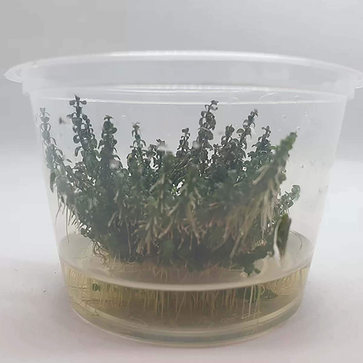 Rotala macrandra ‘Pearl’ Live Plant - Tissue Culture