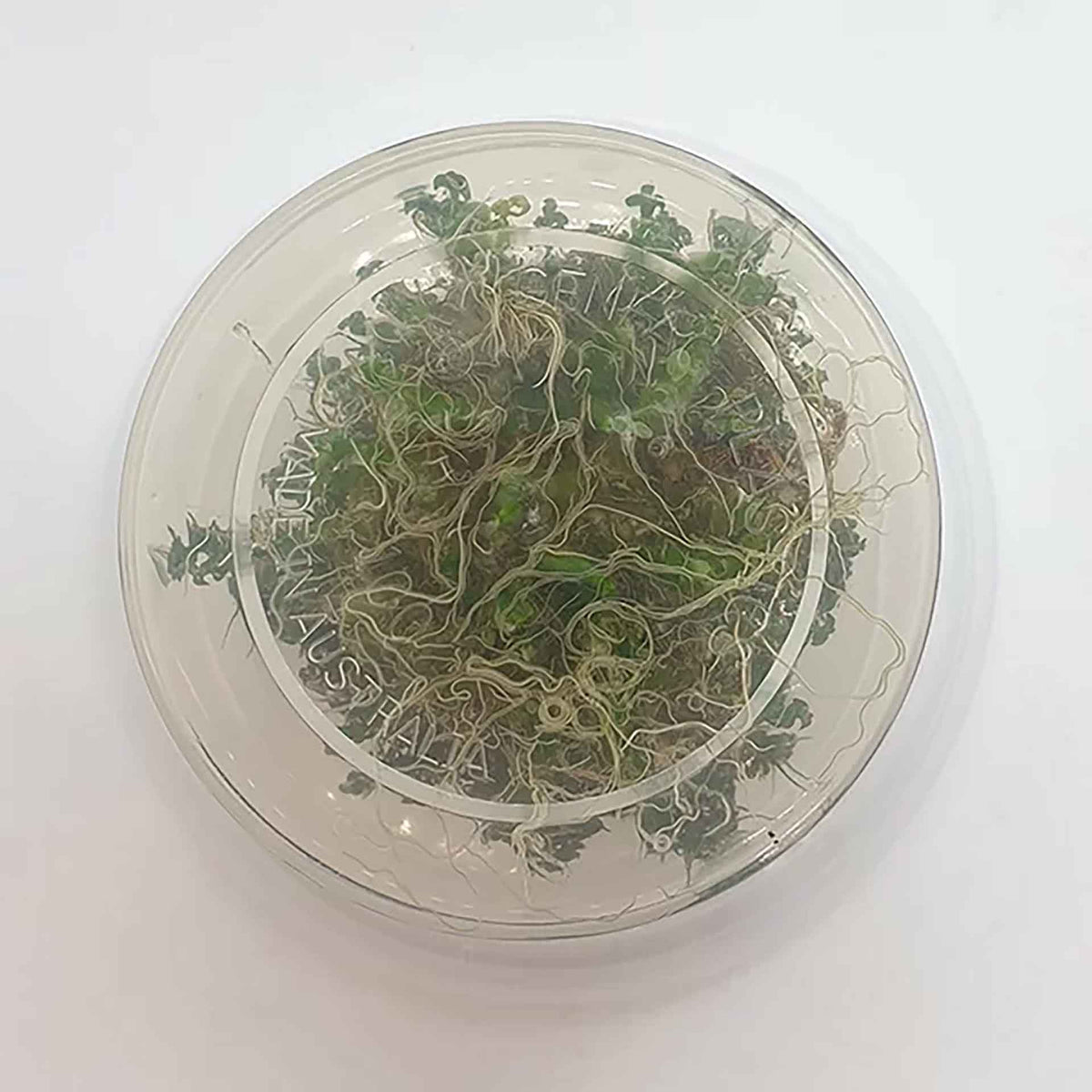 Rotala macrandra ‘Pearl’ Live Plant - Tissue Culture