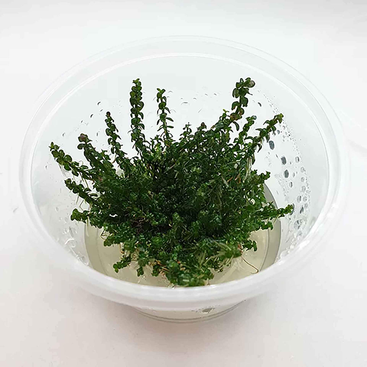 Rotala macrandra ‘Pearl’ Live Plant - Tissue Culture