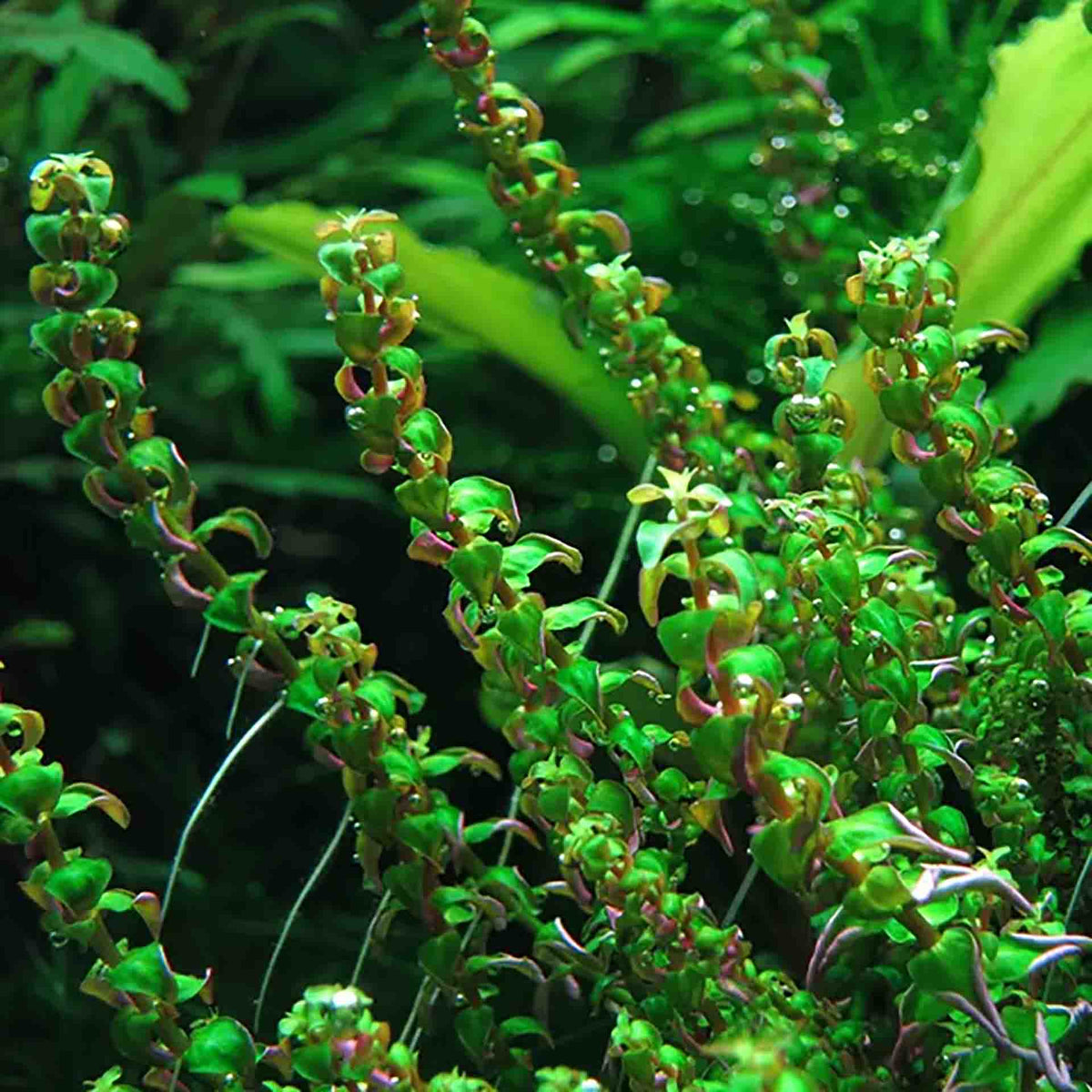 Rotala macrandra ‘Pearl’ Live Plant - Tissue Culture