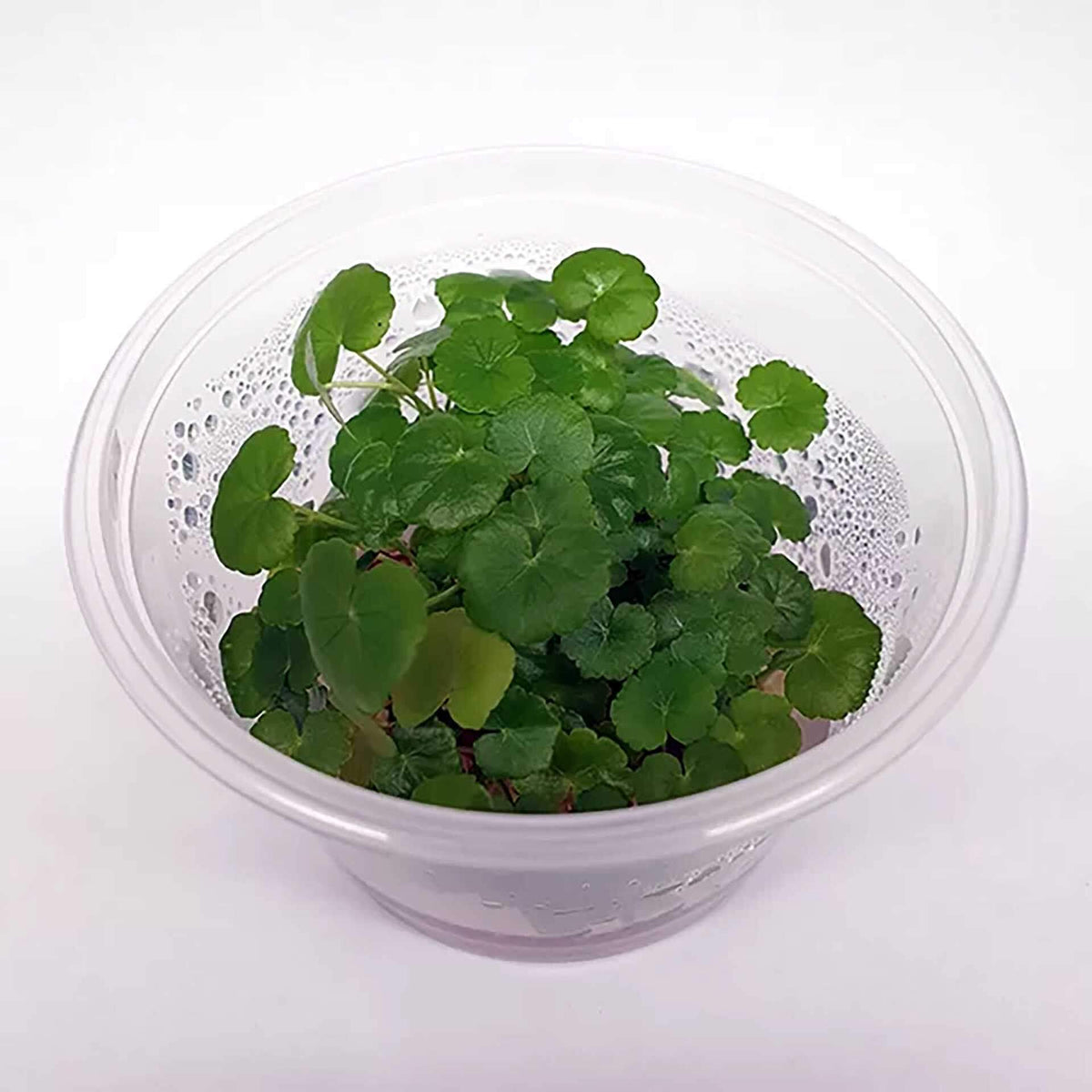 Hydrocotyle leucocephala ‘Brazilian Pennywort’ Live Plant - Tissue Culture