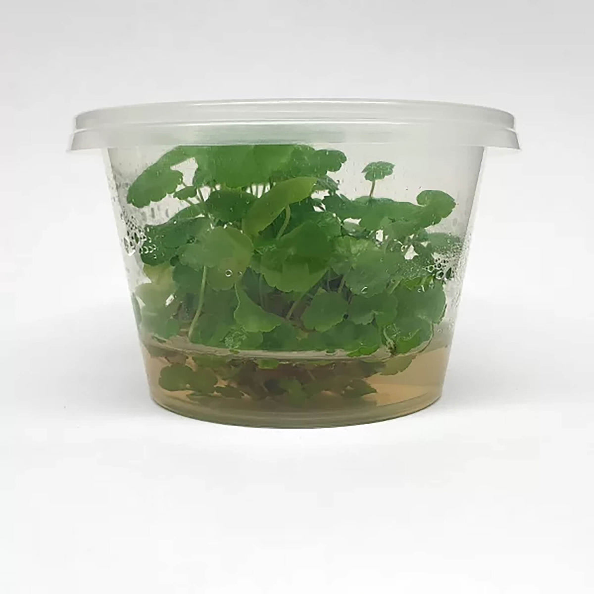 Hydrocotyle leucocephala ‘Brazilian Pennywort’ Live Plant - Tissue Culture