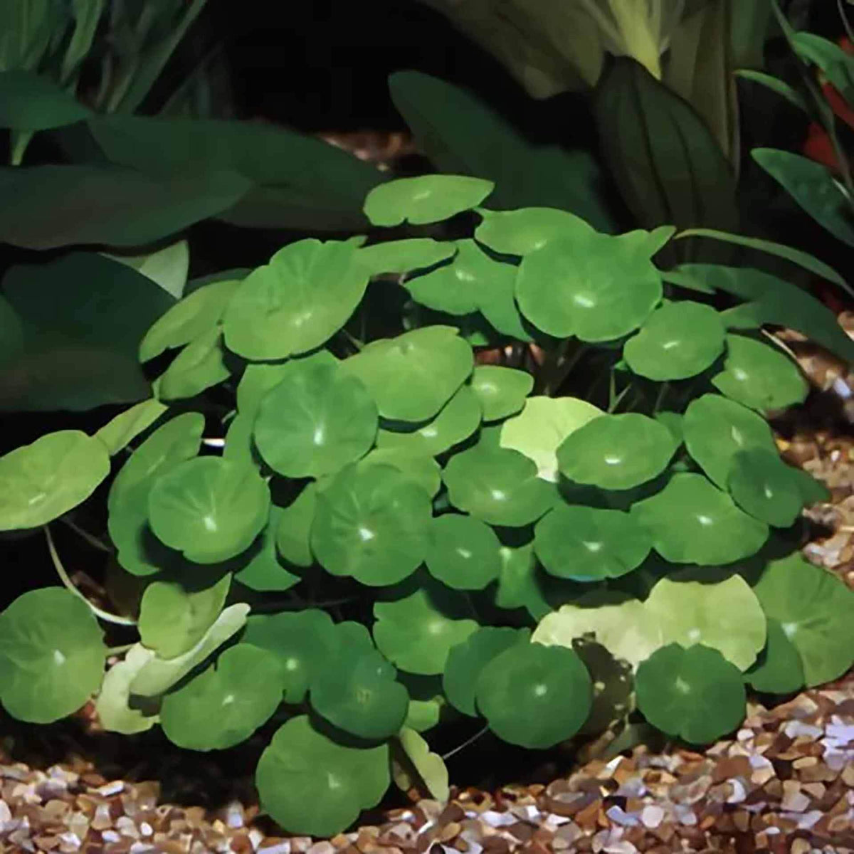 Hydrocotyle leucocephala ‘Brazilian Pennywort’ Live Plant - Tissue Culture