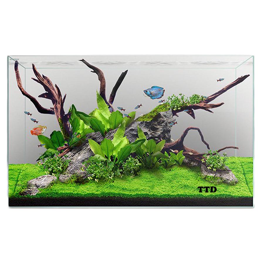 Waterbox Clear Mini 6 Aquarium