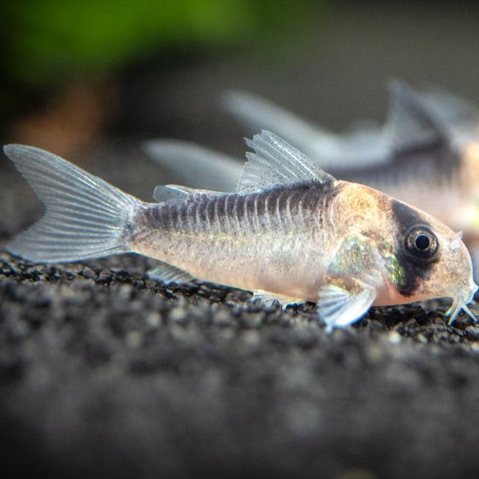 Adolfoi&#39;s Corydoras (No Online Purchases)