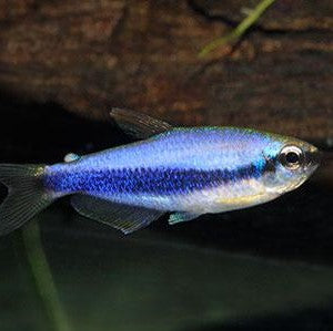 Blue Emperor Tetra - (No Online Purchases)