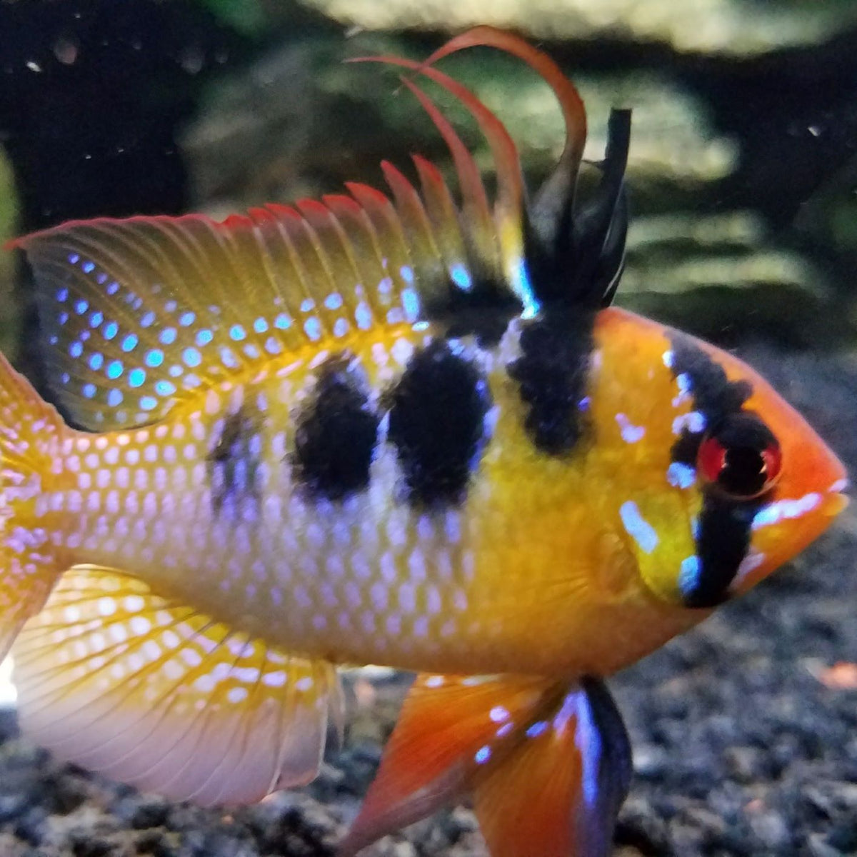 German Blue Ram - (No Online Purchases)