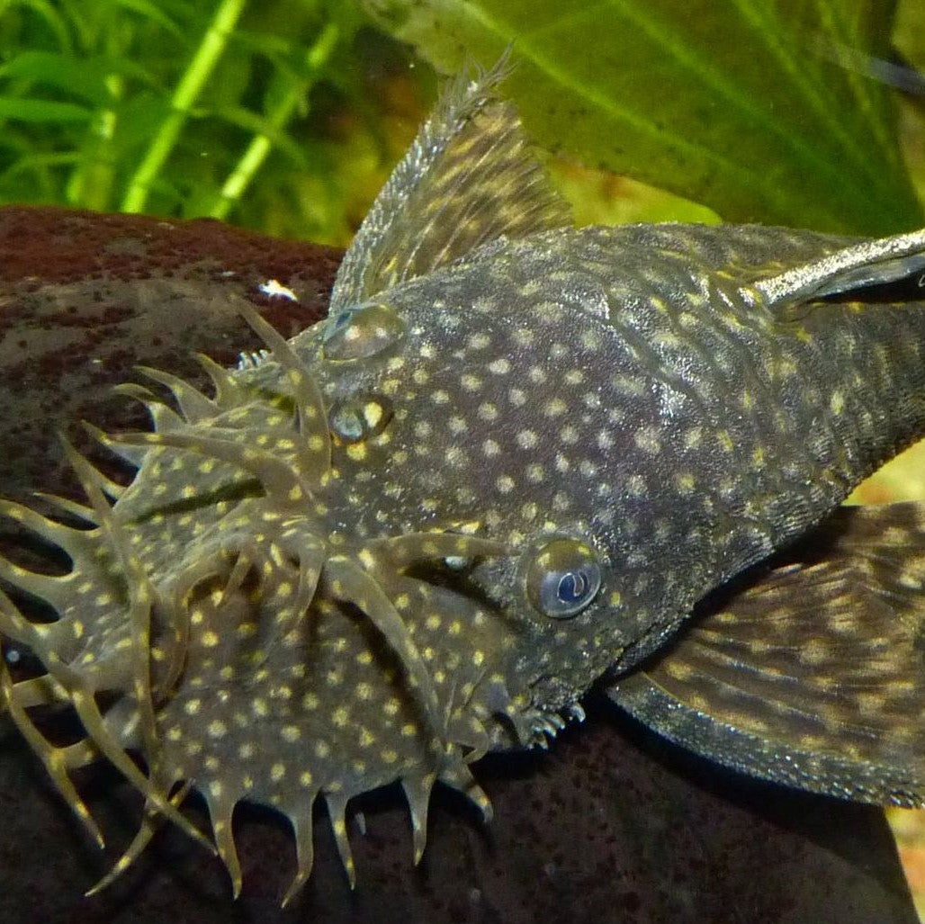 Bristlenose Common Large - (No Online Purchases)