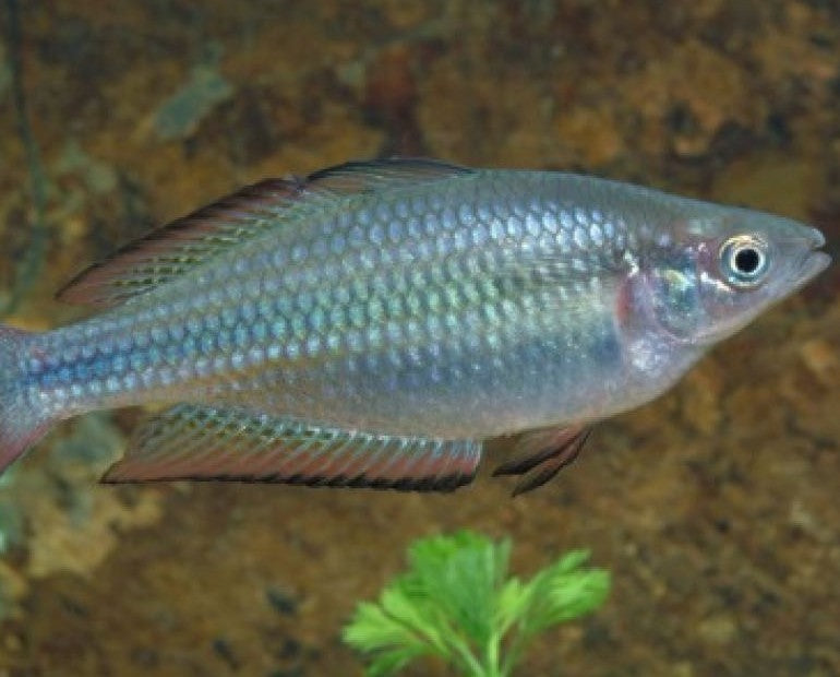 Crimson Spot Rainbow fish - (No Online Purchases)