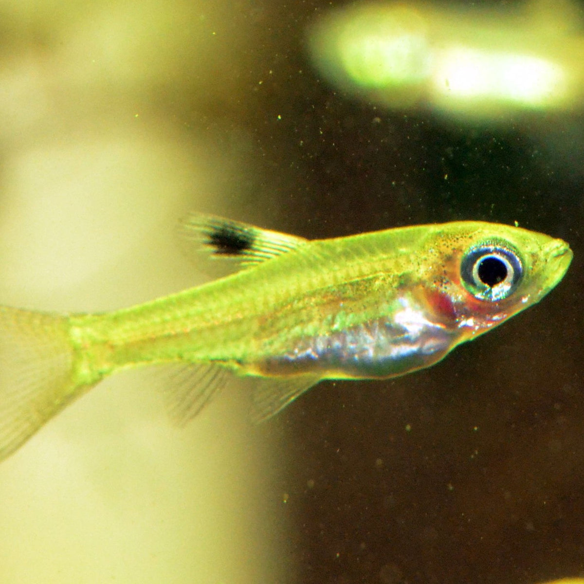 Emerald Eye Rasbora - (No Online Purchases)