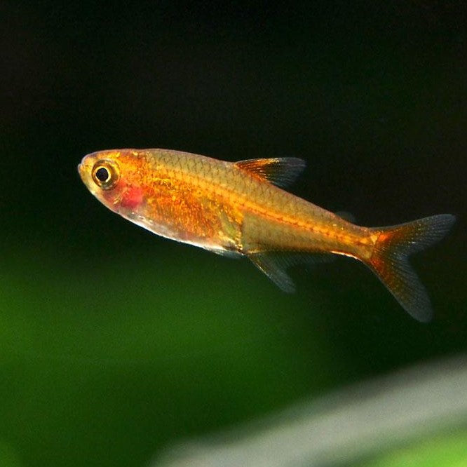 Fire - Ember Tetra - (No Online Purchases)