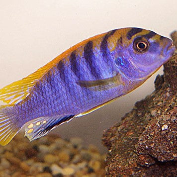 Hongi Cichlid - Labidochromis - (No Online Purchases) - The Tech Den