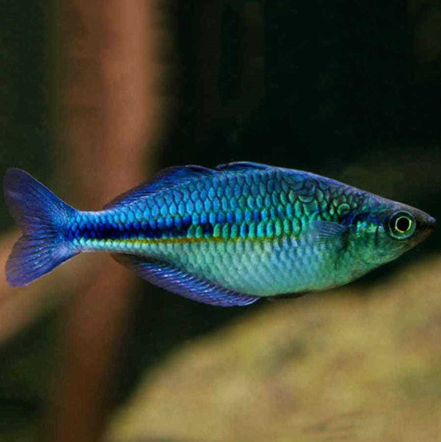 Lake Kutubu Rainbow fish- (No Online Purchases)