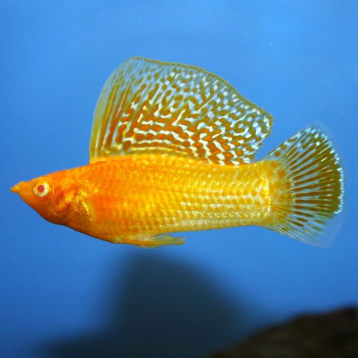 Assorted Sail Fin Molly - (No Online Purchases)