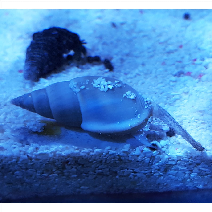 Nassarius Zombie Snails - (No Online Purchases)