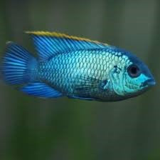 Neon Blue Acara (No Online Purchases)