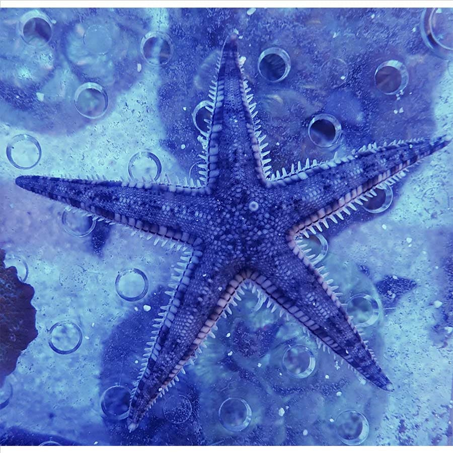 Sand Sifting Starfish  - (No Online Purchases)
