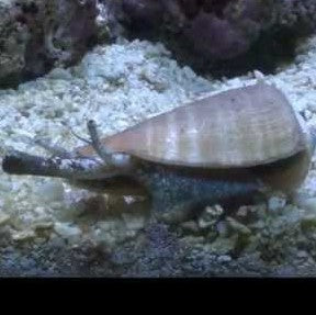 Stromb Snails - (No Online Purchases)