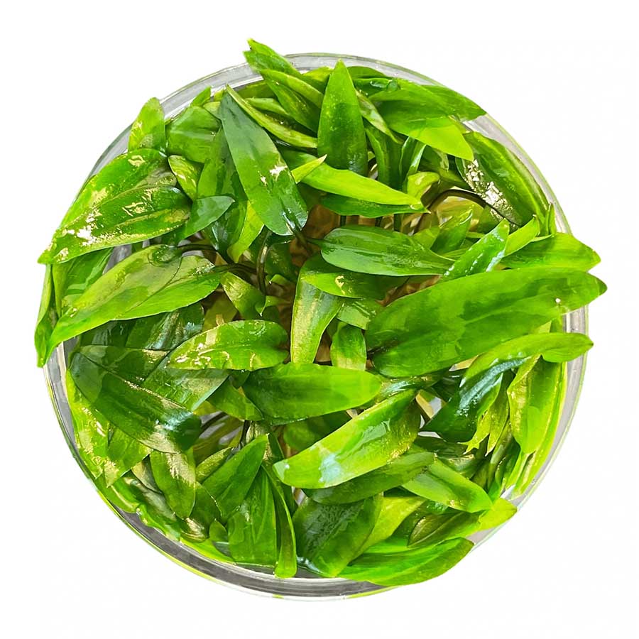 Cryptocoryne Wendtii Green Live Plant- Tissue Culture